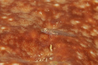 「無題」のサムネイル画像