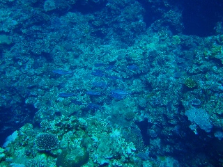 「クマザサハナムロ」のサムネイル画像