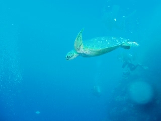 「アオウミガメ(Green turtle)」のサムネイル画像