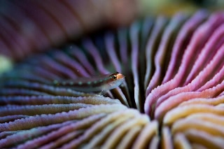 「クロスジイソハゼ」のサムネイル画像