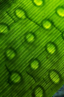 「ヒメイカ」のサムネイル画像