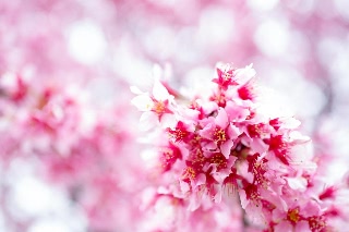 「オカメザクラ」のサムネイル画像