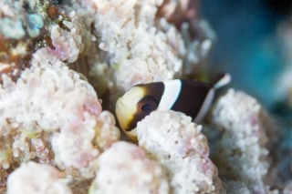 「クマノミ(Anemonefish)」のサムネイル画像