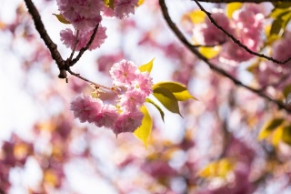 「ヤエザクラ」のサムネイル画像