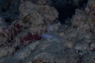 「無題」のサムネイル画像