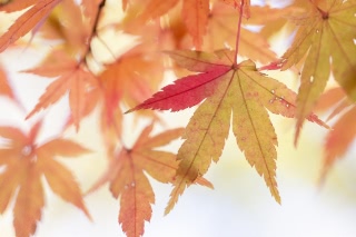 「無題」のサムネイル画像