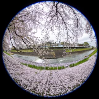 「ソメイヨシノ(染井吉野)」のサムネイル画像