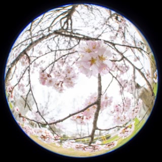 「オオヤマザクラ(エゾヤマザクラ,ベニヤマザクラ)」のサムネイル画像