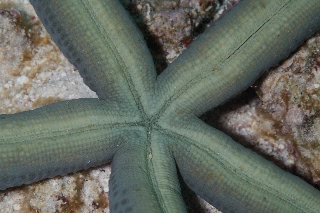 「アオヒトデ」のサムネイル画像