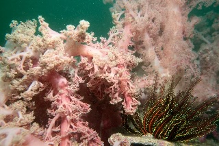 「無題」のサムネイル画像