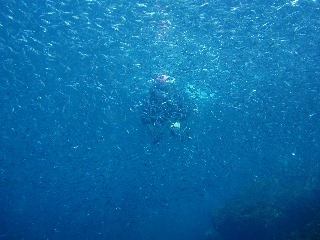 「キビナゴ」のサムネイル画像