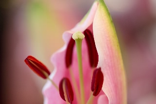 「ソルボンヌ」のサムネイル画像