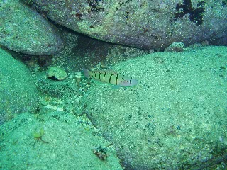 「キヌバリ(Serpentine goby)」のサムネイル画像