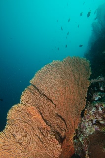 「無題」のサムネイル画像