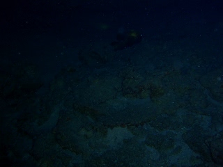 「ヒトヅラハリセンボン(black-blotched porcupinefish)」のサムネイル画像
