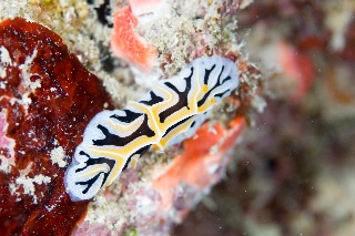 「ユキヤマウミウシ」のサムネイル画像