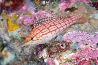 「クダゴンベ(longnose hawkfish)」のサムネイル画像