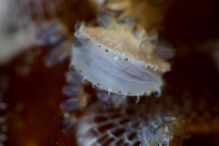 「ホタテガイ」のサムネイル画像