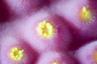 「サンゴの仲間」のサムネイル画像