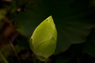 「即非蓮?」のサムネイル画像