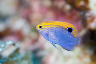 「クロメガネスズメダイ」のサムネイル画像