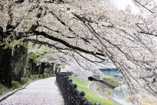 「ソメイヨシノ(染井吉野)」のサムネイル画像