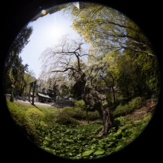 「シダレザクラ」のサムネイル画像