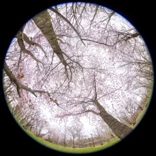 「オオヤマザクラ(エゾヤマザクラ,ベニヤマザクラ)」のサムネイル画像