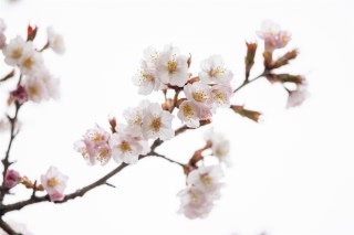 「チシマザクラ(千島桜)」のサムネイル画像