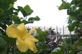 「ブッソウゲ(仏桑花,ハイビスカス)」のサムネイル画像