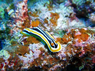 「コールマンウミウシ」のサムネイル画像