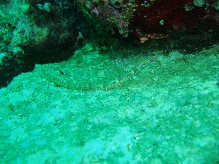 「ヨウジウオ」のサムネイル画像