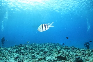 「オヤビッチャ」のサムネイル画像