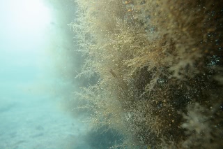 「マメタワラ」のサムネイル画像