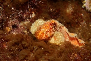 「イボオコゼ」のサムネイル画像