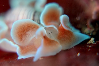 「ミスガイ」のサムネイル画像