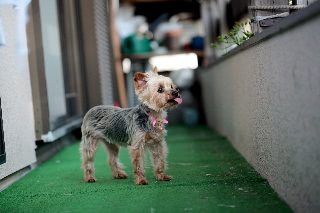 「ヨークシャー・テリア(Yorkshire Terrier)」のサムネイル画像