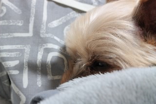 「ヨークシャー・テリア(Yorkshire Terrier)」のサムネイル画像