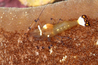 「イソギンチャクエビ」のサムネイル画像