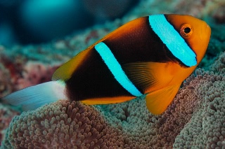 「オレンジフィン アネモネフィッシュ(orange-fin anemonefish)」のサムネイル画像