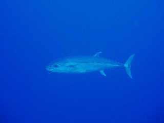 「イソマグロ」のサムネイル画像