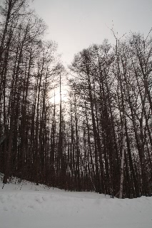 「無題」のサムネイル画像