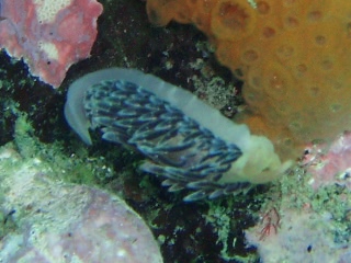 「ウミウシの仲間」のサムネイル画像