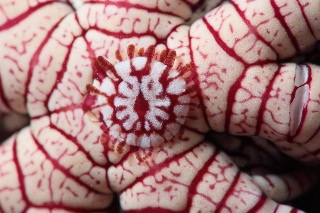 「スイクチムシの仲間」のサムネイル画像