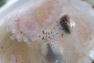 「ミズダコ」のサムネイル画像