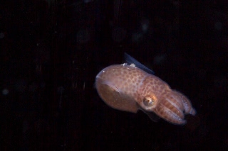 「ギンオビイカ」のサムネイル画像