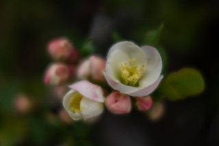 「ボケ」のサムネイル画像