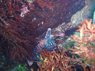 「トラウツボ」のサムネイル画像