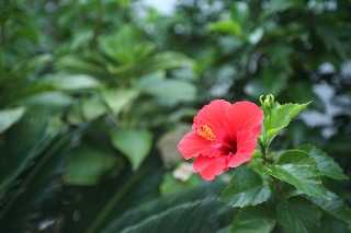 「ブッソウゲ(仏桑花,ハイビスカス)」のサムネイル画像