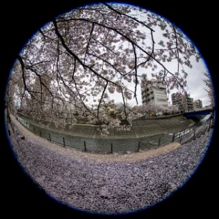 「ソメイヨシノ(染井吉野)」のサムネイル画像